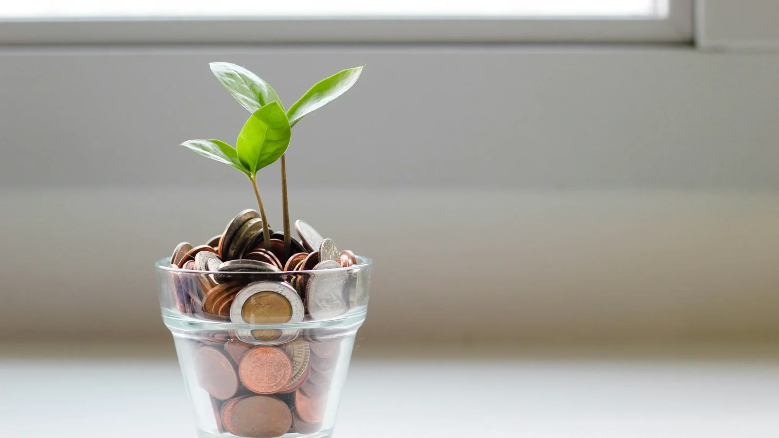 Young plant growing from coins as a symbol of long-term growth